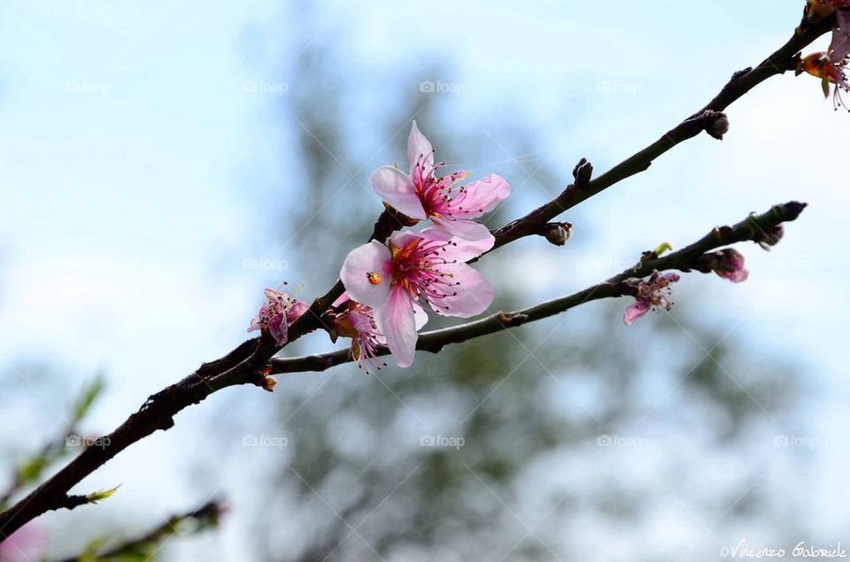 The beauty and the spring