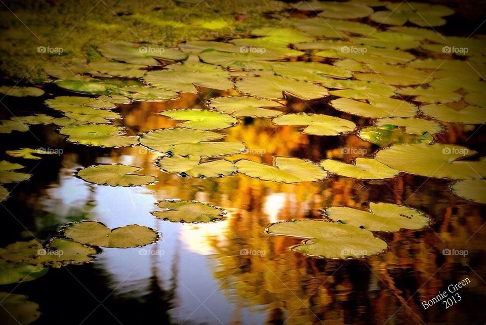 Lily pads 