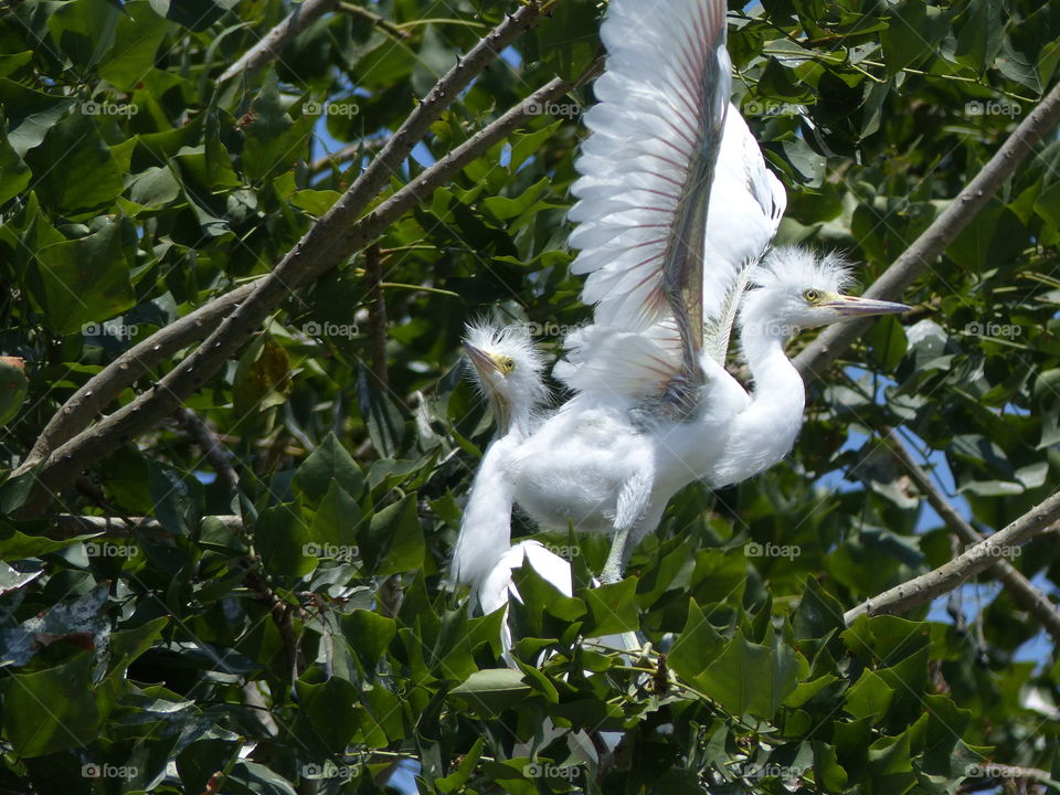 Pair baby snowy egrets 