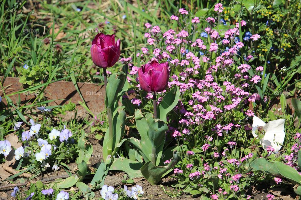 tulip and spring flowers