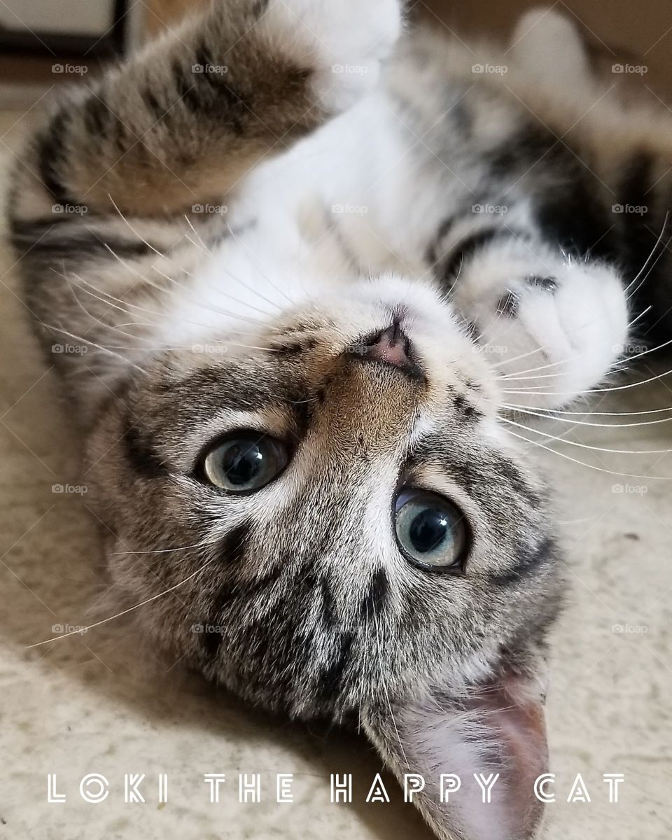 Upside down cat