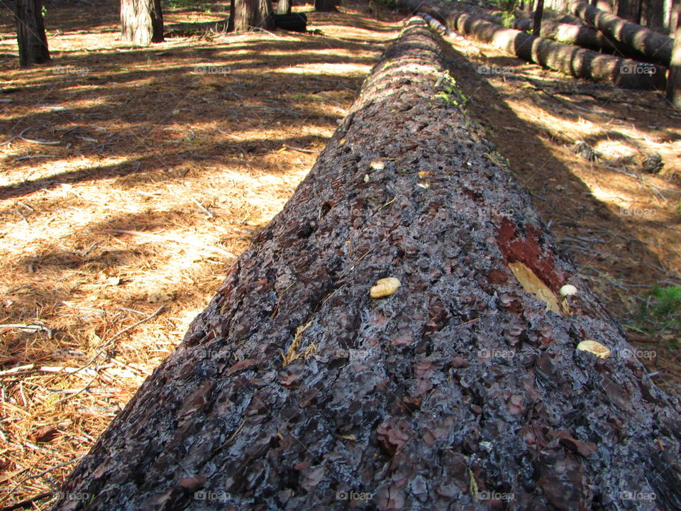 Yosemite National Park
