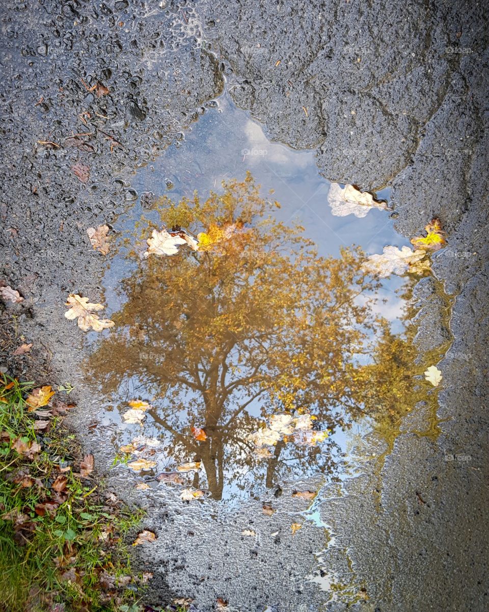 autumn tree reflects in puddle