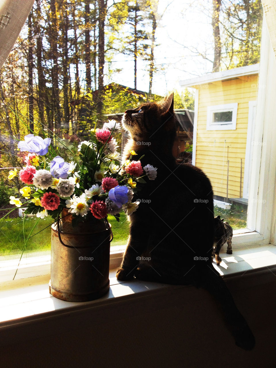 flowers cat katt window by joosse_b