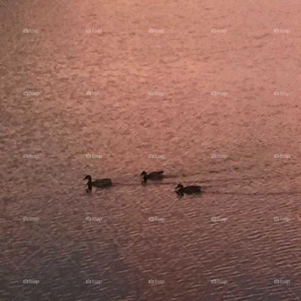 Ducks on glowing lake