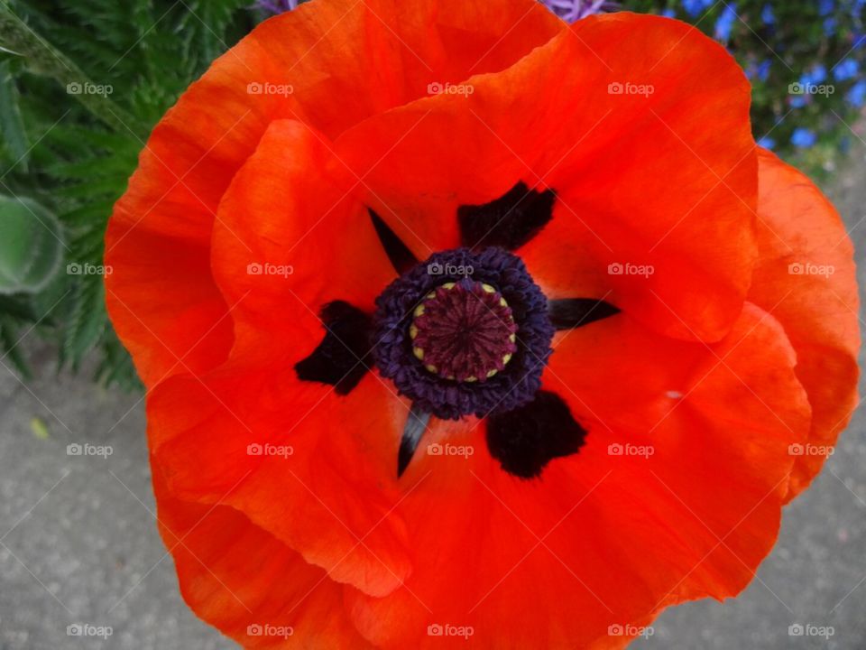 Poppy