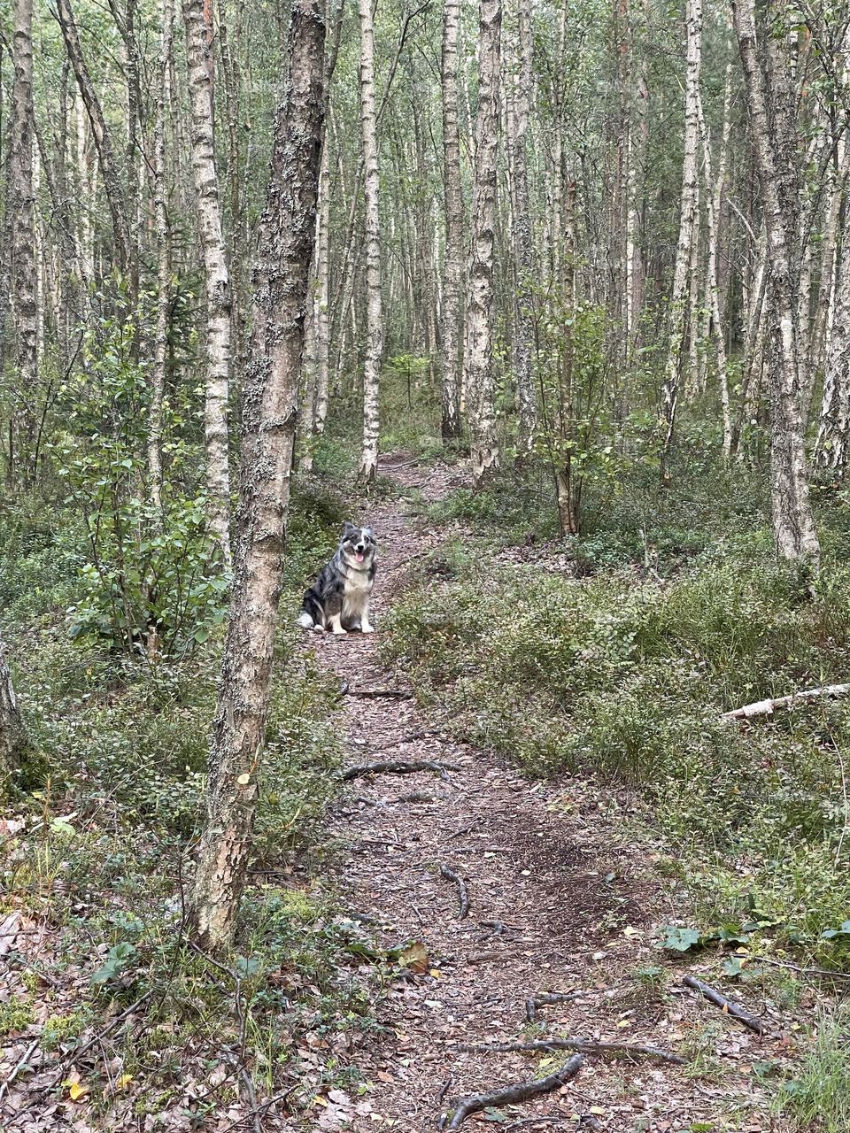 Border collie is in the forest on the walk