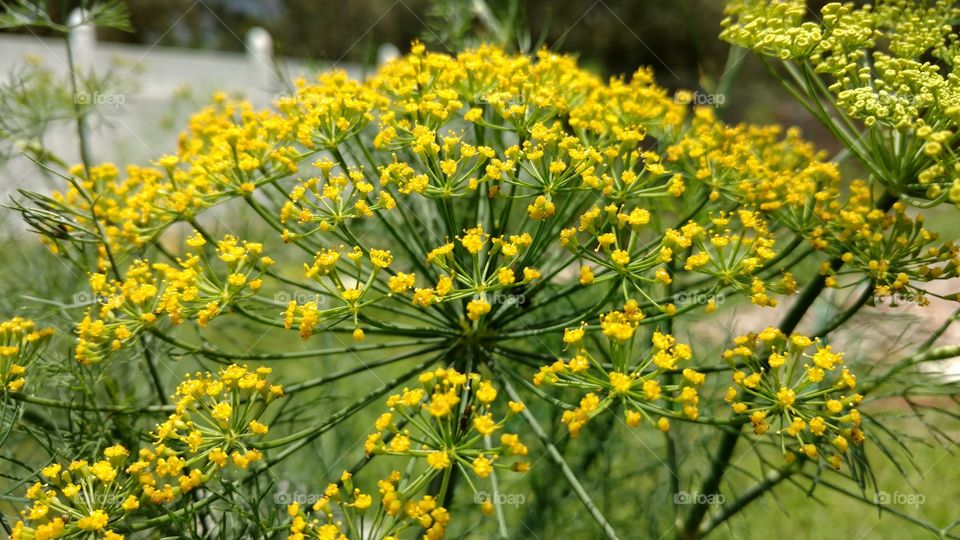 yellow dill weed blossom