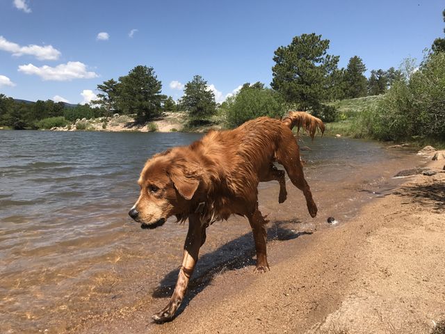 Water dog.
