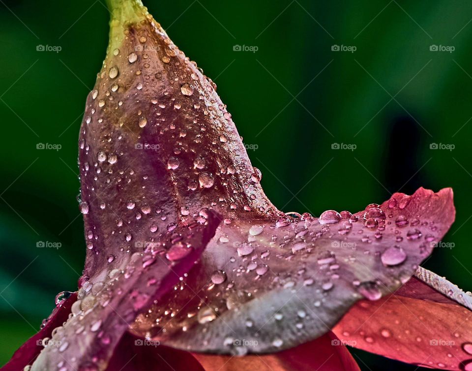 rain water - drops  - allamanda flower petals - life source