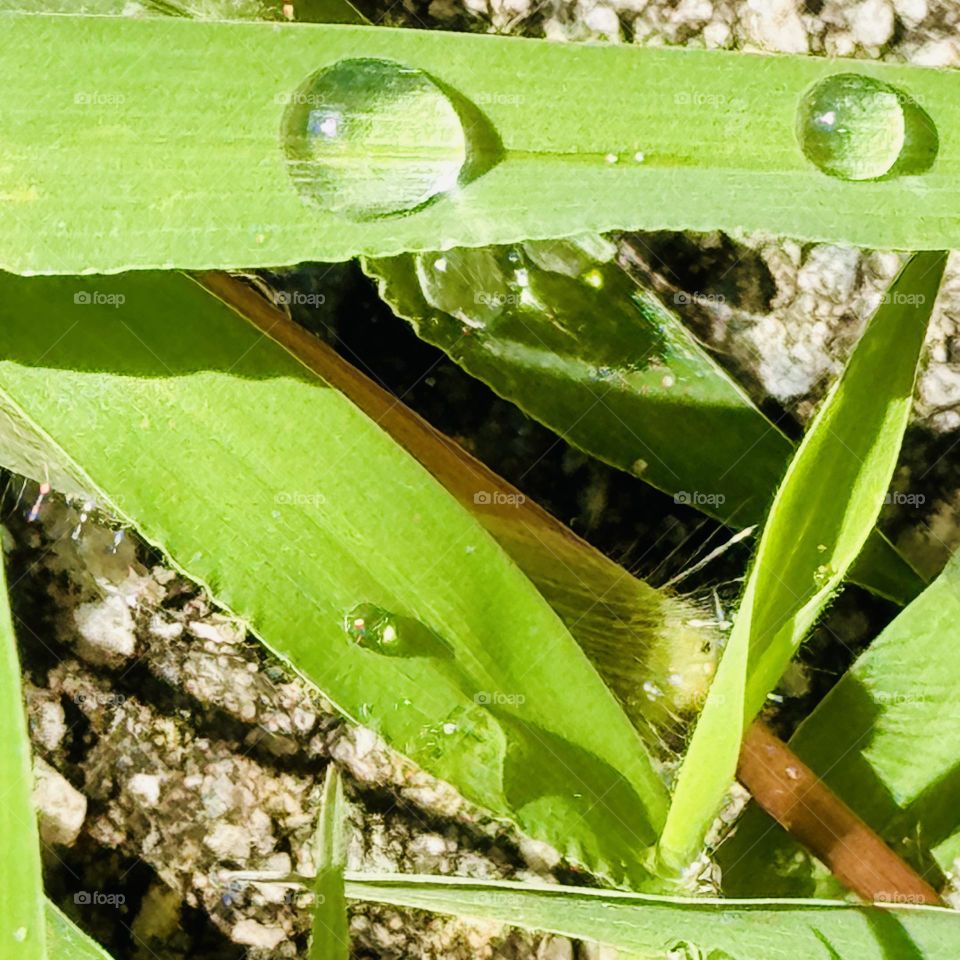 Rain Drops on Grass