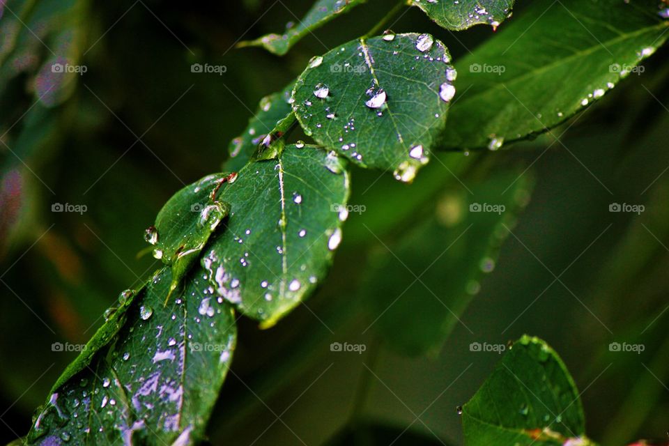 Leaves with dew drop