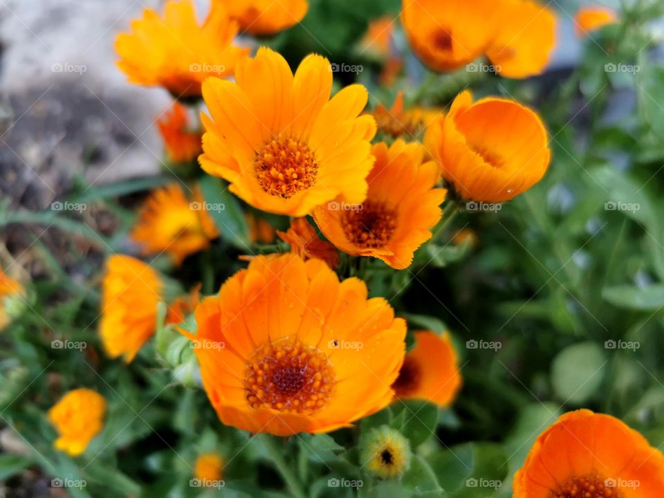 Dew drops on flowers