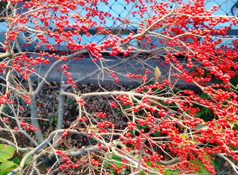 Tree, Nature, Branch, Flora, Outdoors