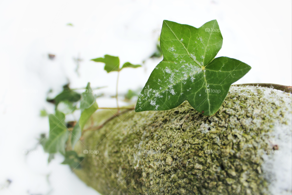 snow winter green nature by twilite