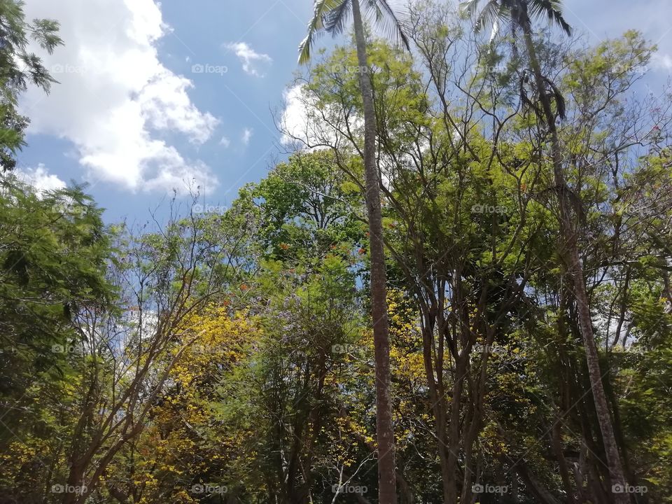Beautiful sceneries at the botanical Garden # Sky through the trees