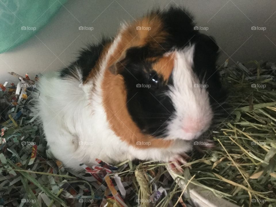 Mammal, Cute, No Person, One, Pet