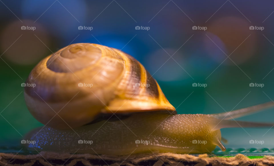 Close approach to a very active snail.