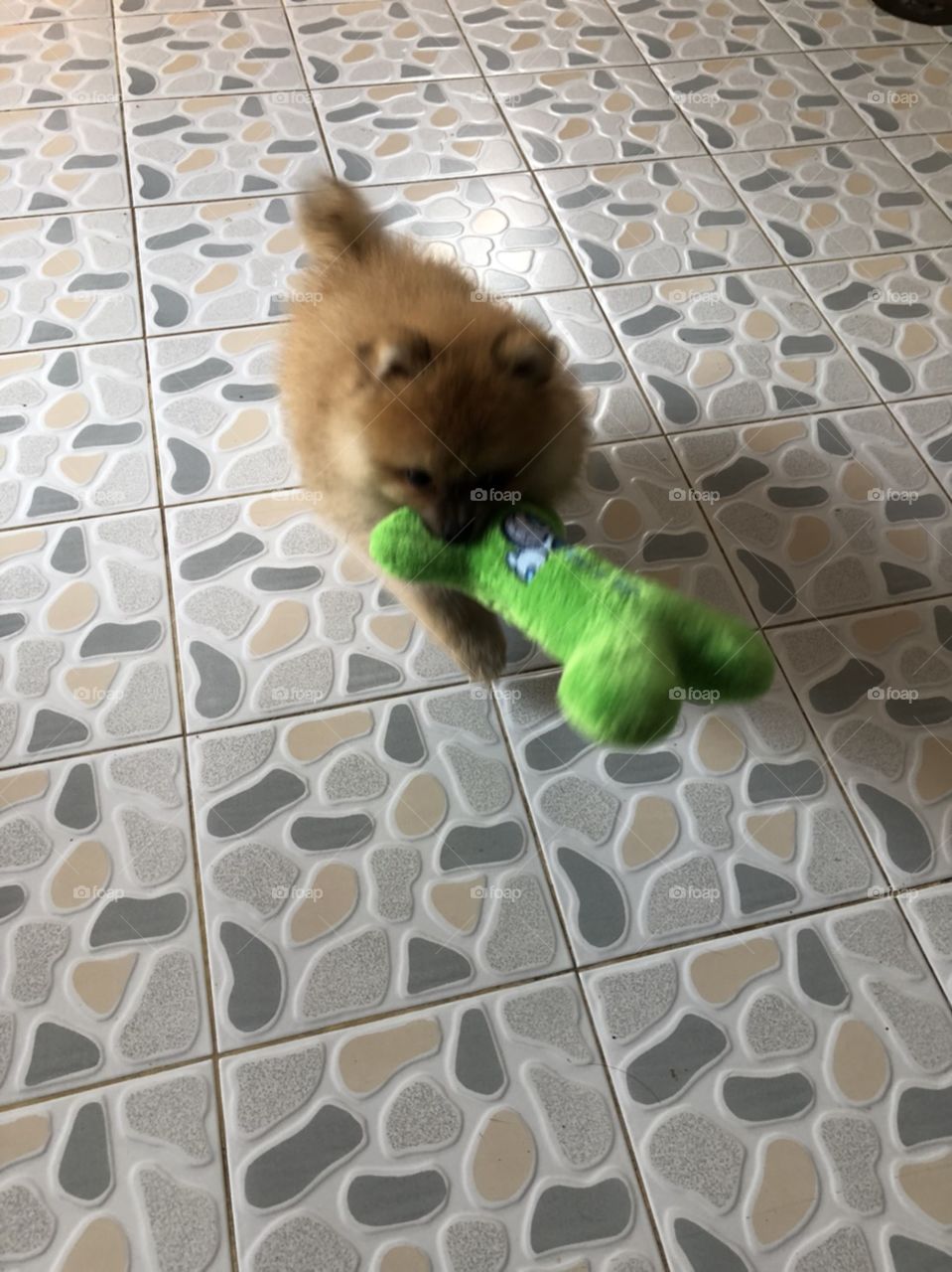 naughty small puppy is carrying his toy in his mouth.