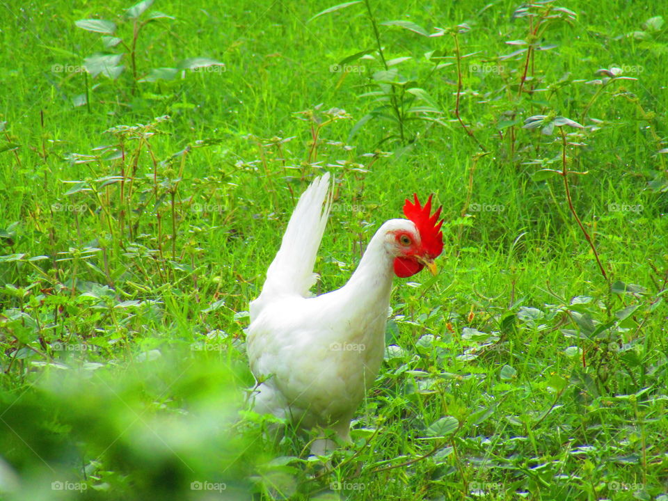 white hen or murga or leghorn hen or chicken.