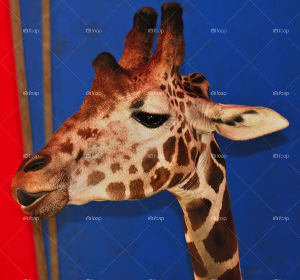 county tall fair giraffe by delvec