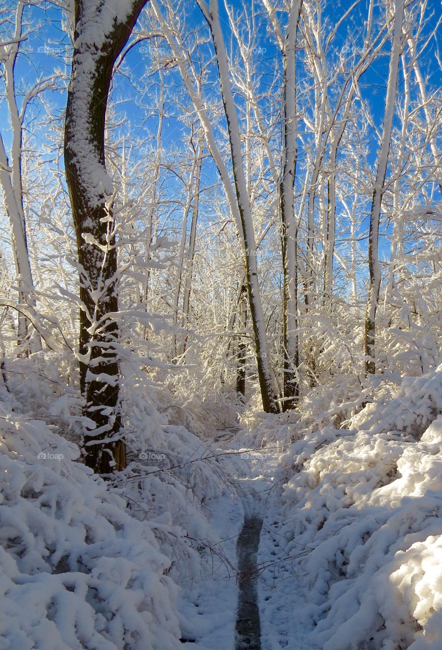 Snowy path through our local woods