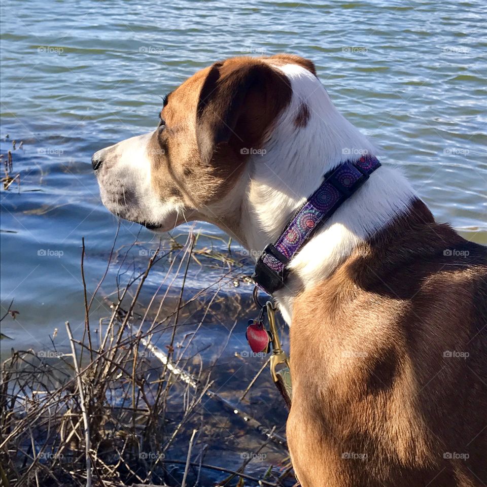 Dog at Pond