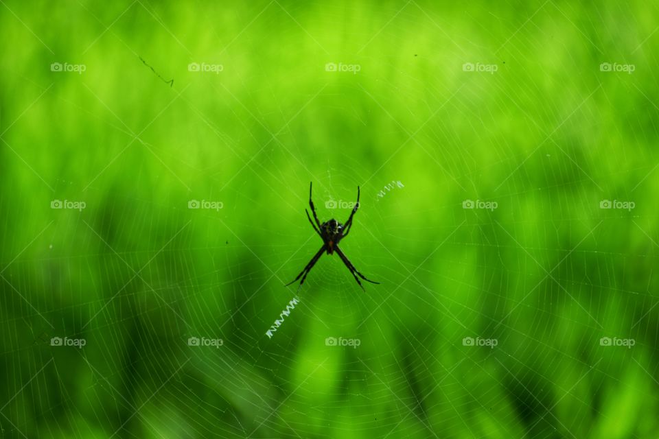 Spider and web with green background