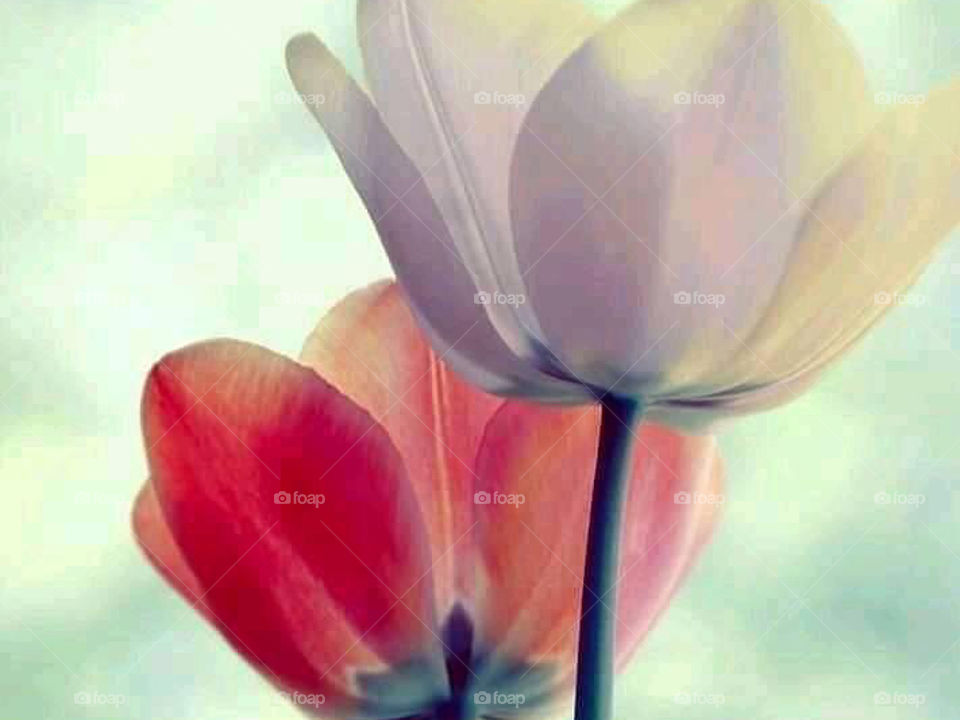 White and red flowers 