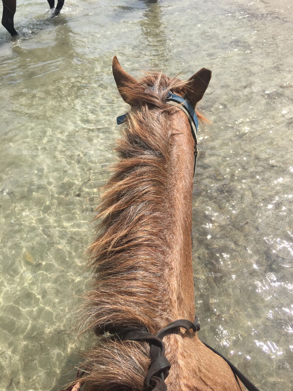 Horseback beach ride 
