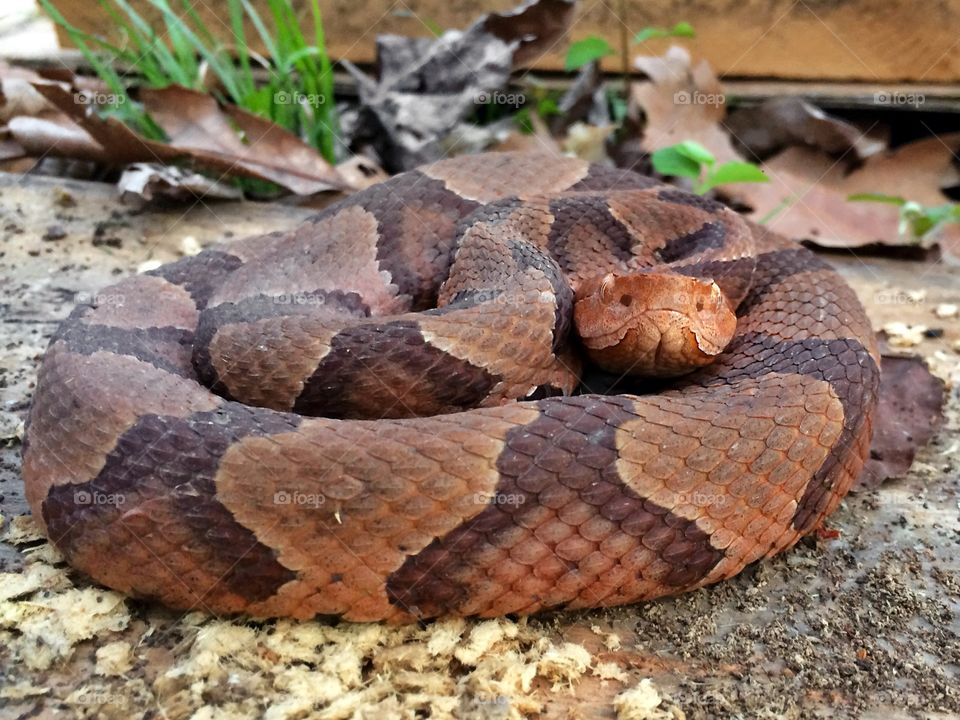 Copperhead snake