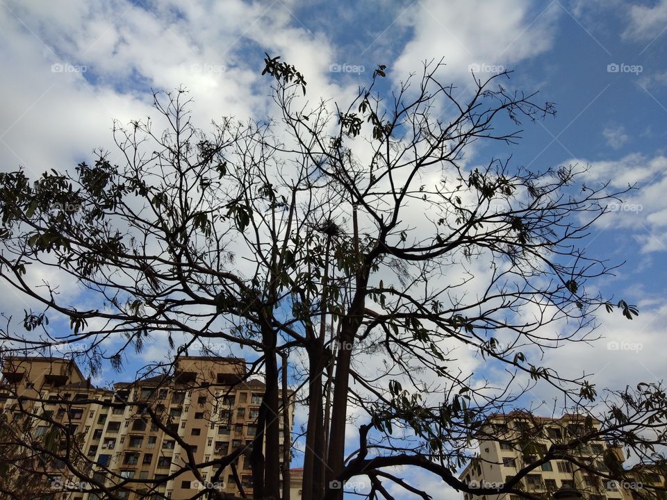 Tree, No Person, Sky, Landscape, Branch