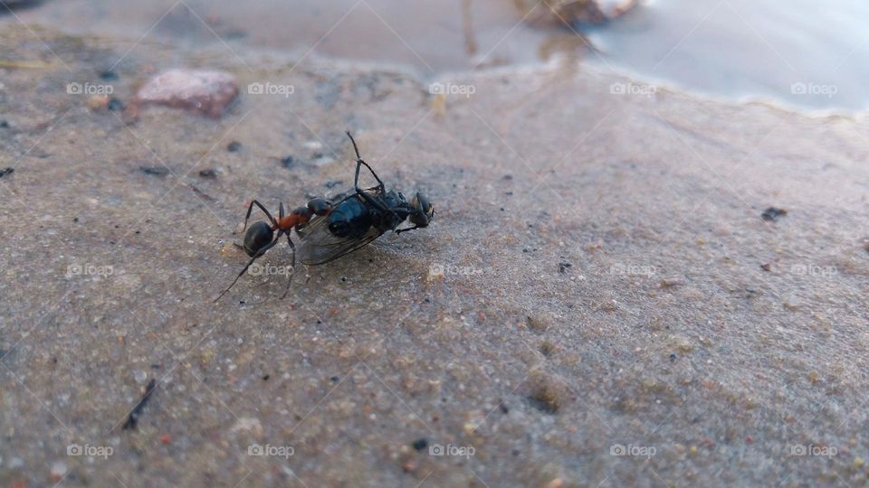 The fly lost the fight with the ant