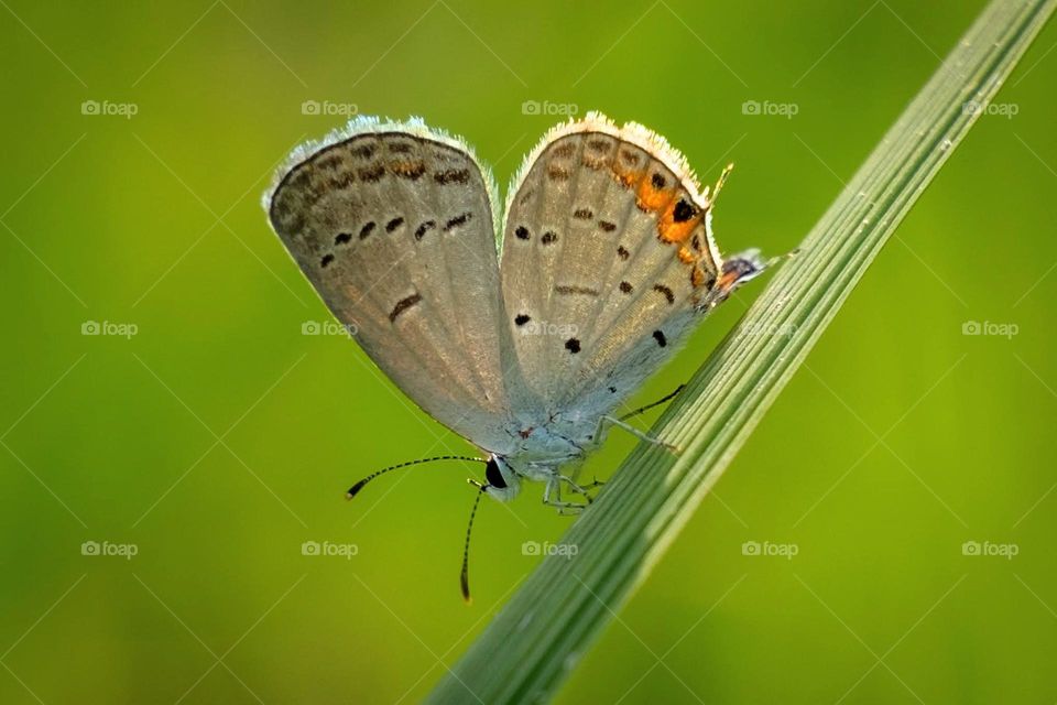 A heart for spring from the Eastern-tailed blue. Raleigh, North Carolina. 