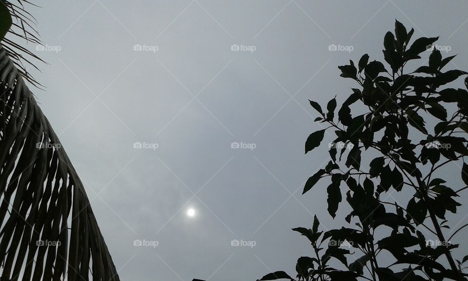 No Person, Leaf, Tree, Sky, Nature