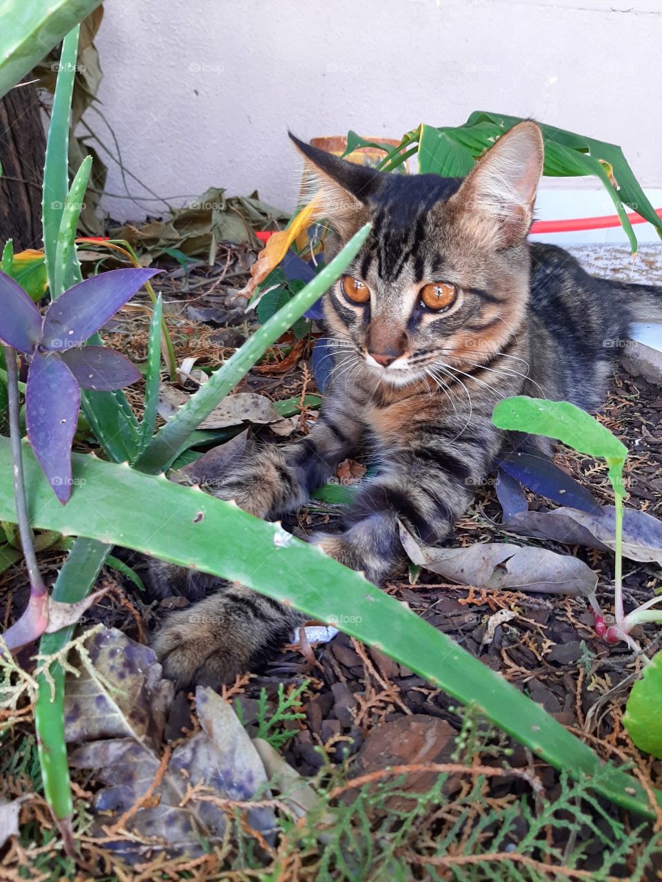 🐈‍⬛🐈‍⬛