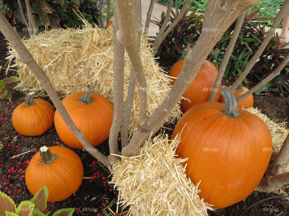 Halloween,  Autumn or Thanksgiving Pumpkins and Hay.