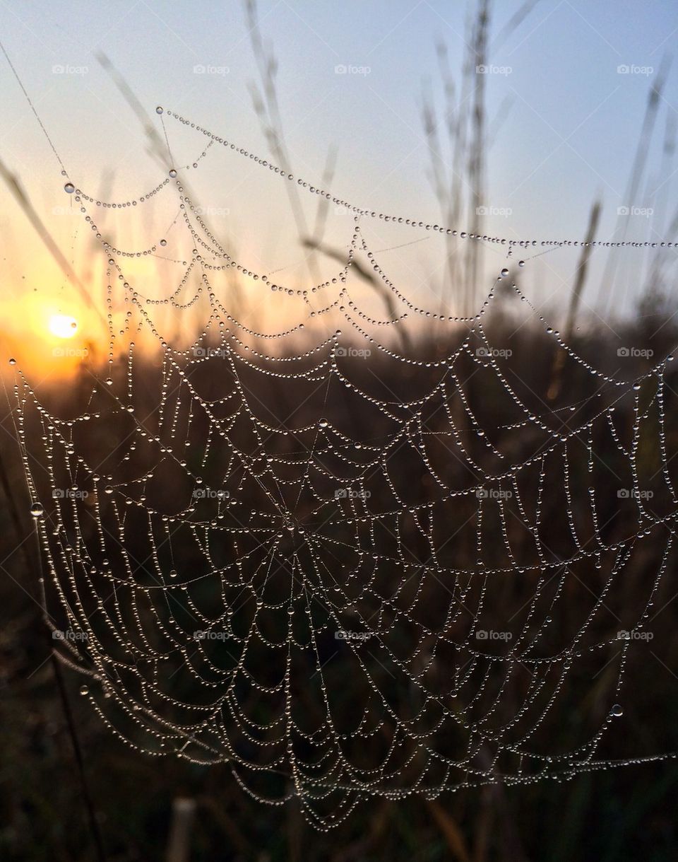 Sunrise through a spider web