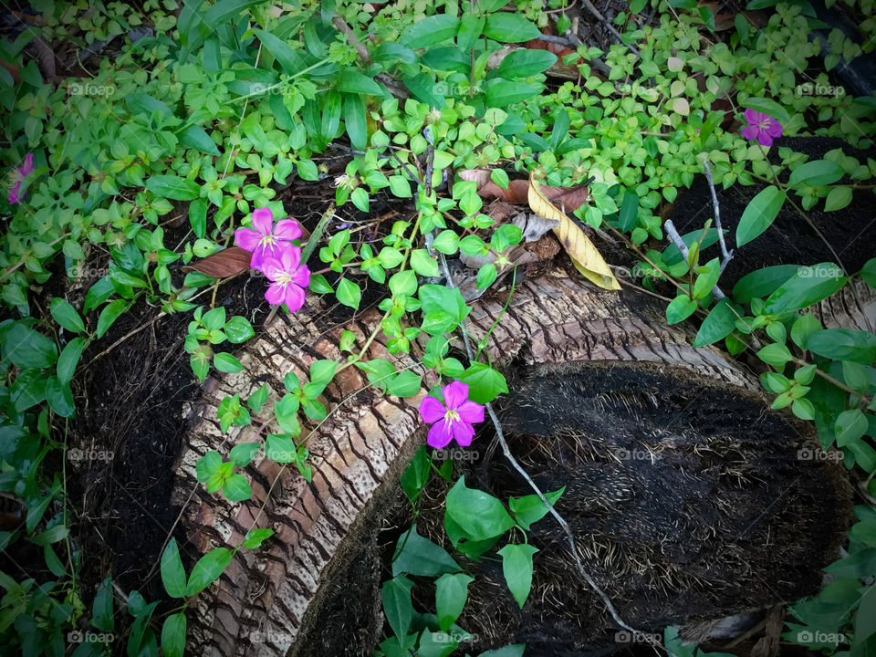 Small colorful flowers on a palm tree trunk