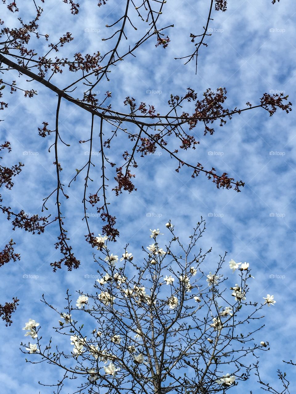 Close-up of trees against sky