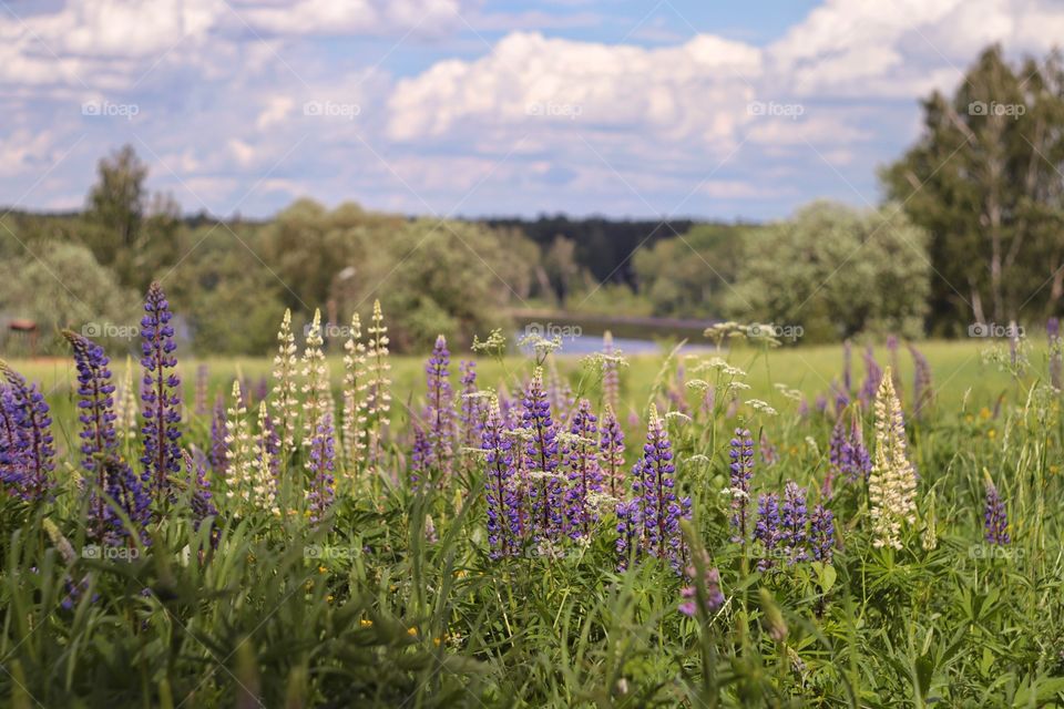 Lupine in nature 