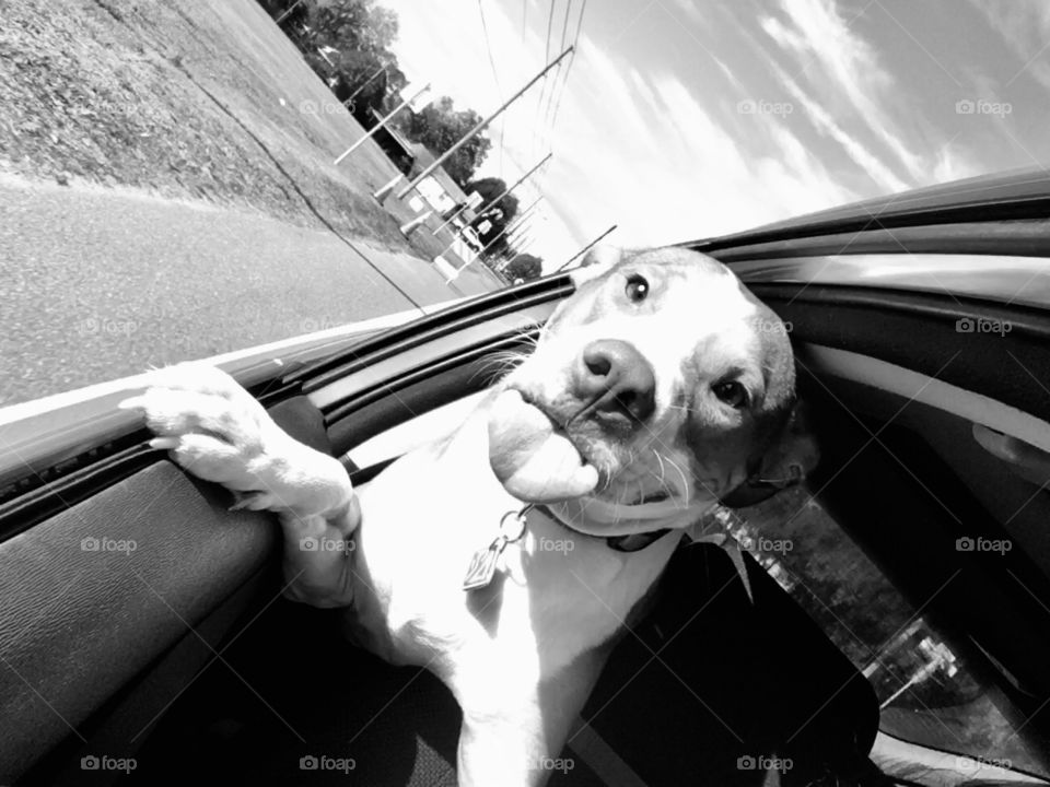Dog in car window with tongue sticking out 