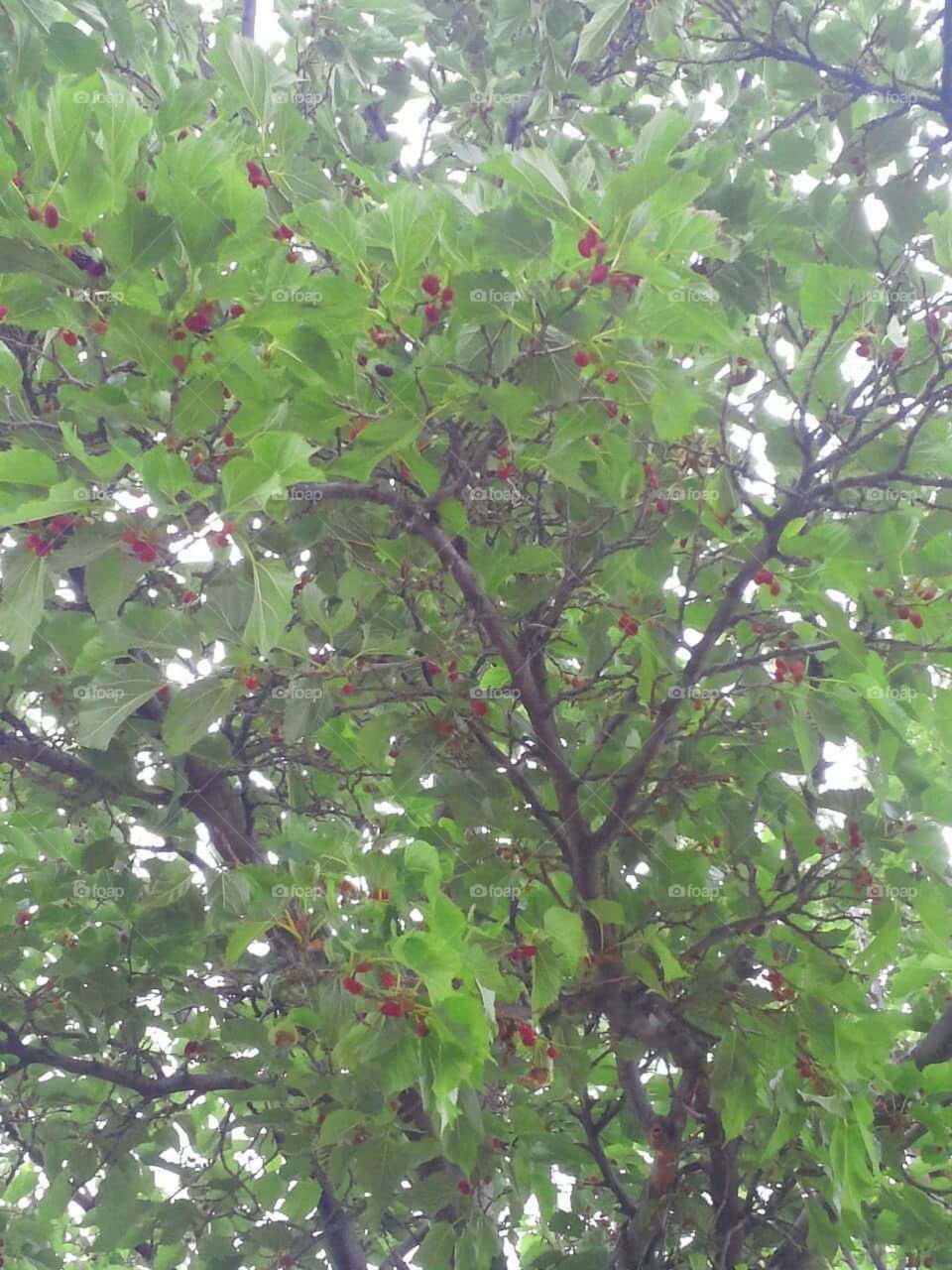 Mulberry Tree-
Pretty, great shade provider, and birds love the fruit, but what a mess when the berries fall to the ground...or onto your car.