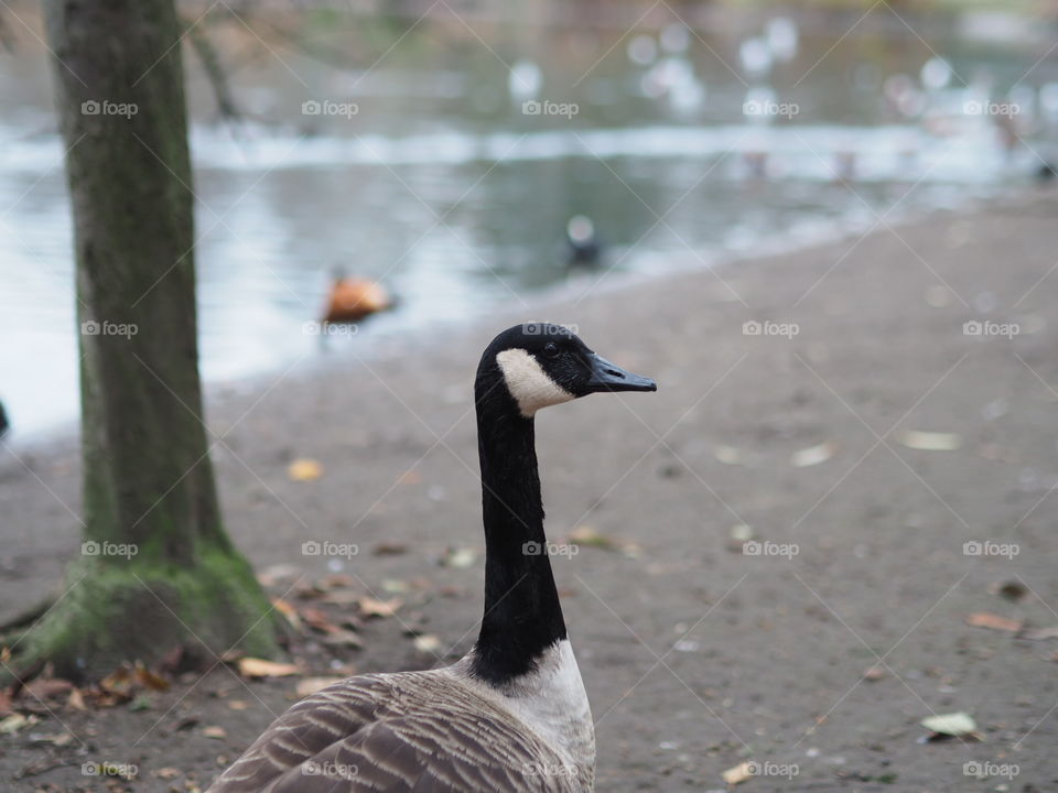 This Canadian goose was eyeing me suspiciously in a park in London