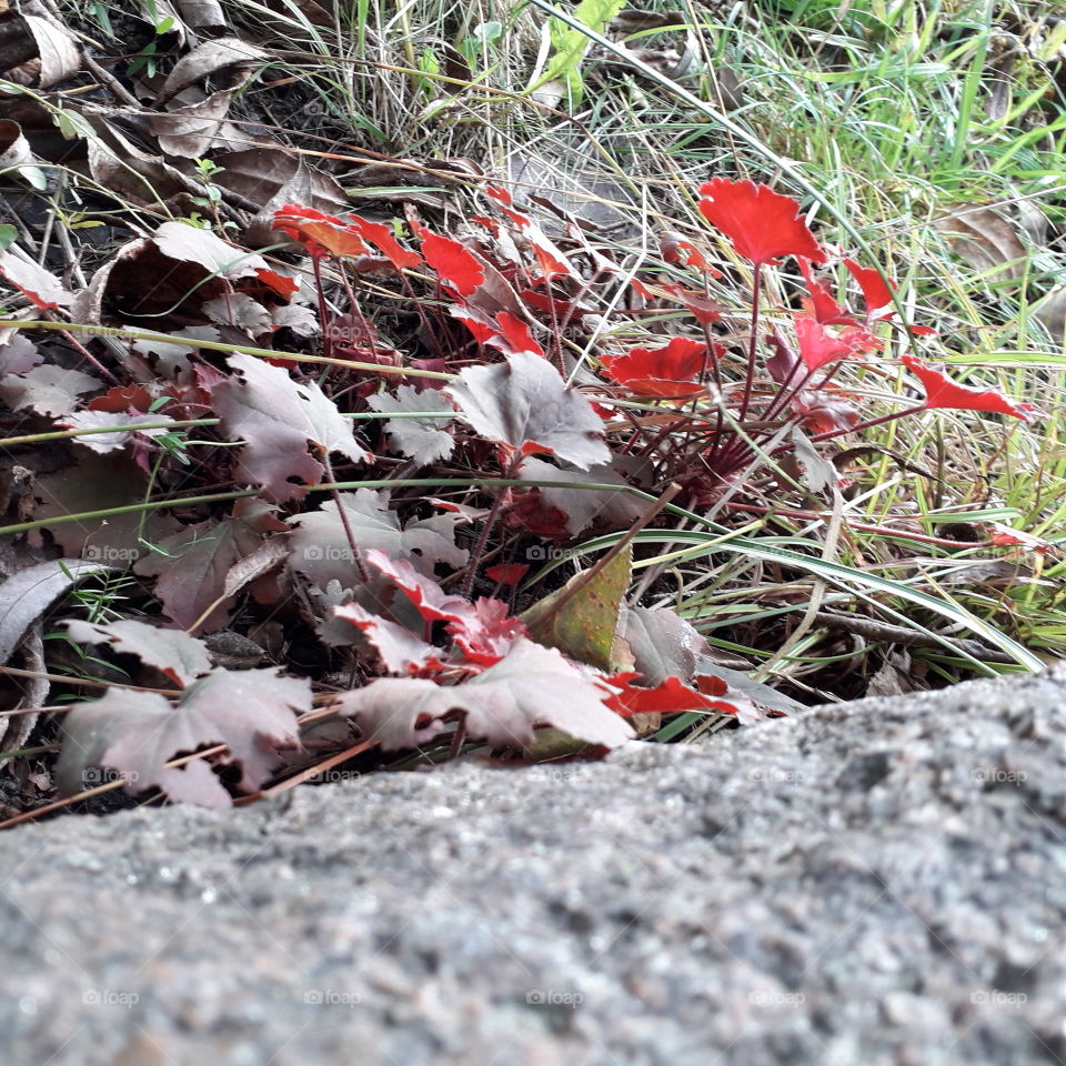 red bottoms of heuchera leaves