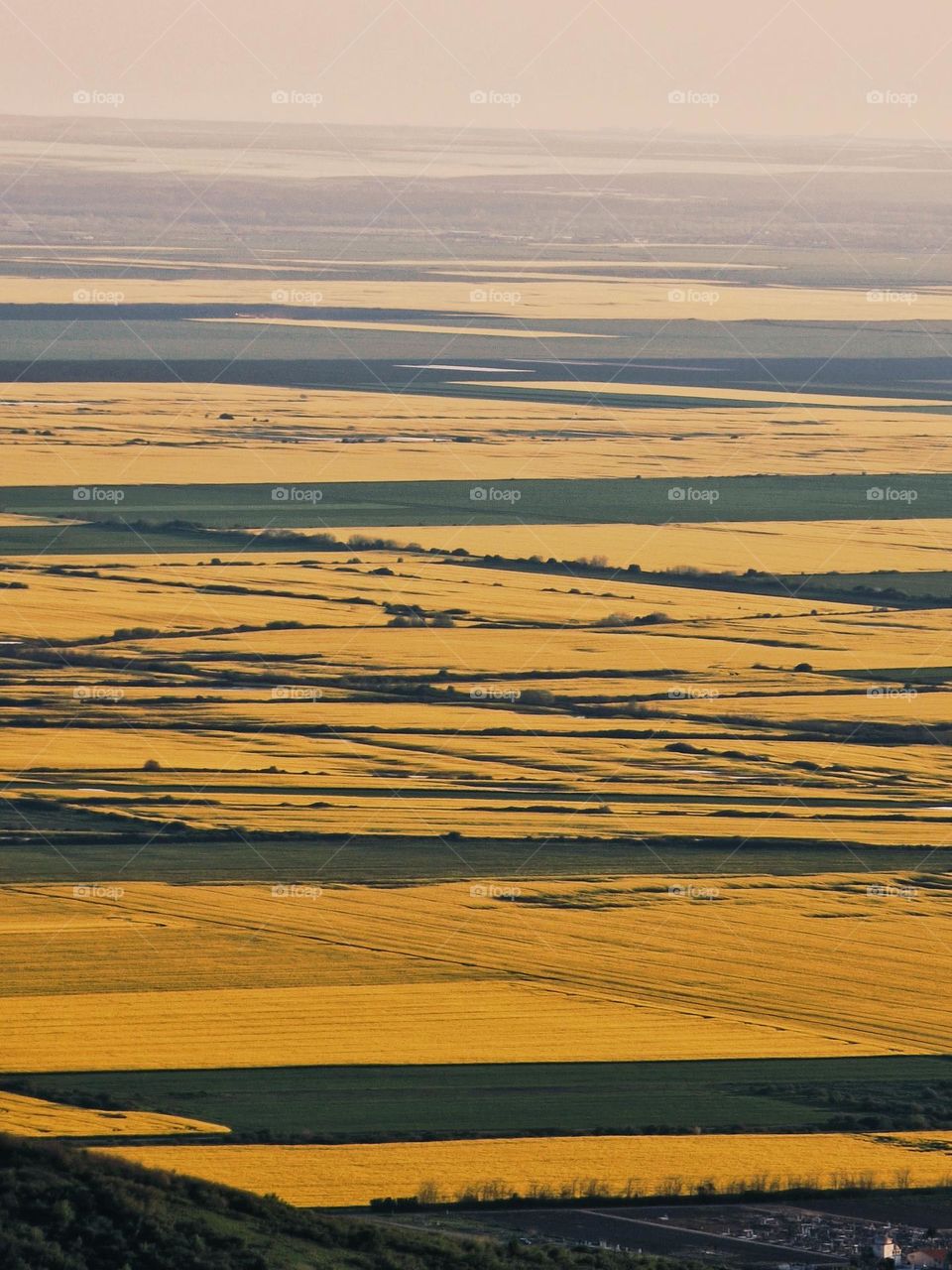 fields of yellow rapeseed