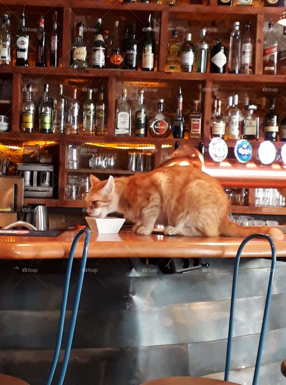 cat on the bar drink beer