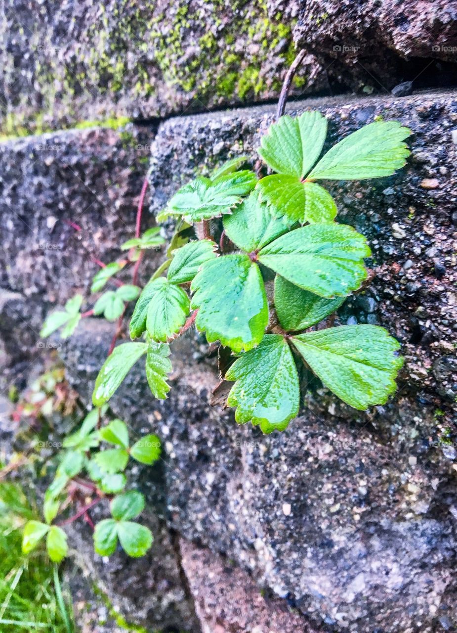 Strawberries Go Rogue