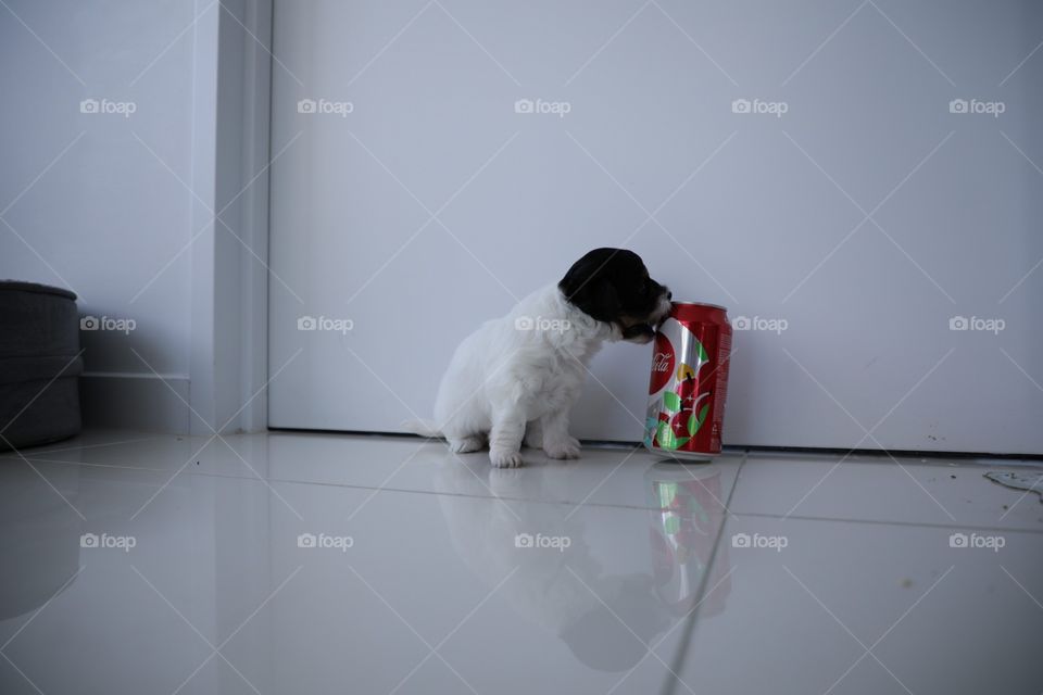 Puppy facing coke a cola can