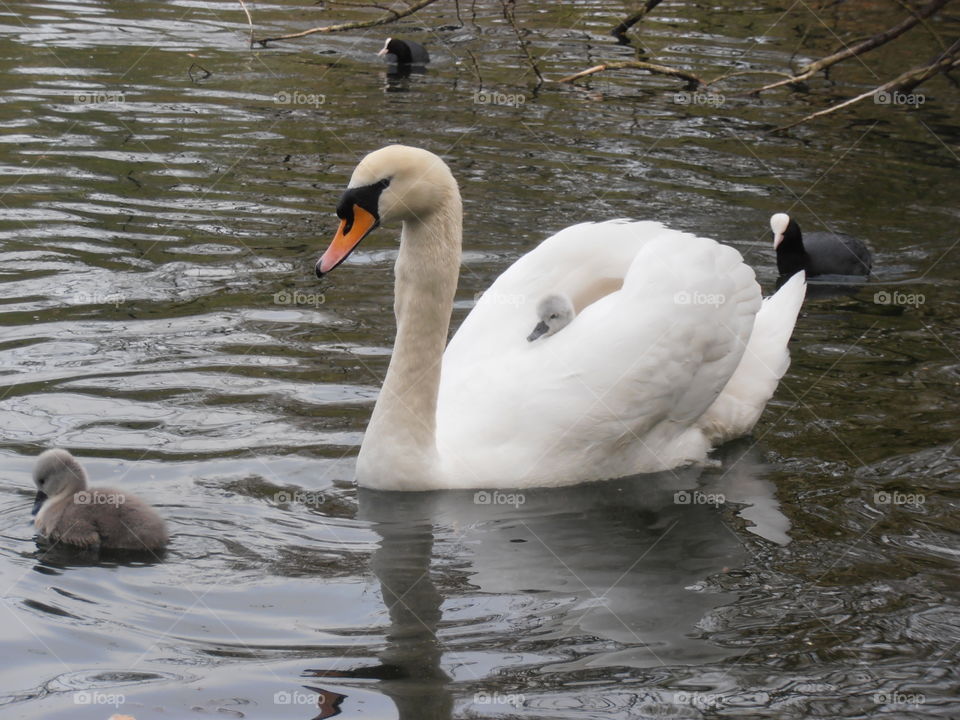 Mother Swan With Cygnet